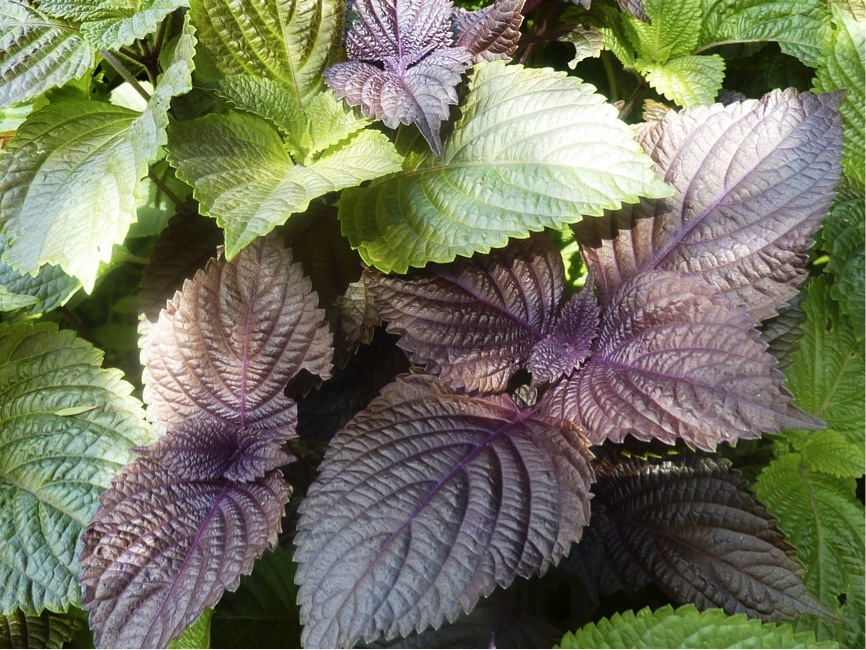 Perilla, Japanese Shiso